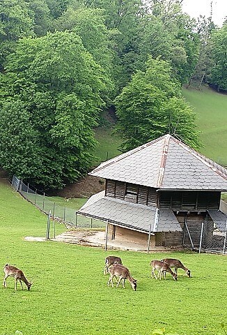 Wildpark Roggenhausen in Aarau Hospitality Stories